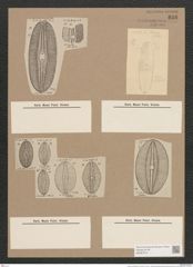 Navicula smithii Breb. (de-Toni-Nr.: Genus 1, Species 289) Zeichnungen Sammlung Grunow Nr. 646 (NHMW-BOT-W0367014)